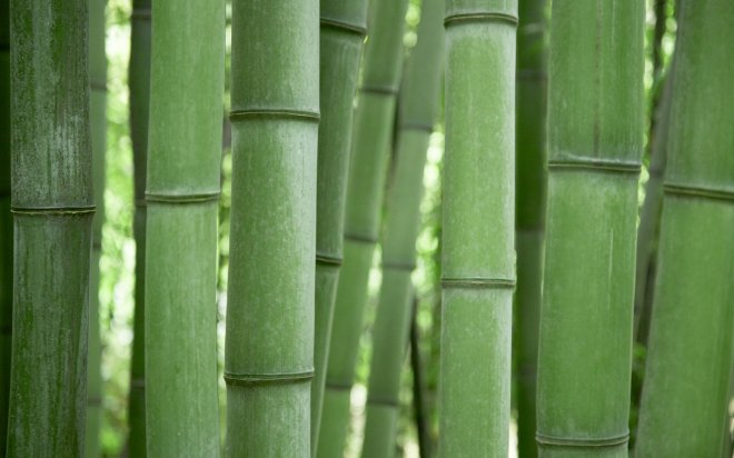nature-wallpapers-desktop-background-wallpaper-bamboo-images-grave